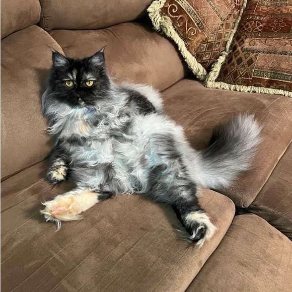 Meet your Posher, Dolly. - Picture 4 of 7